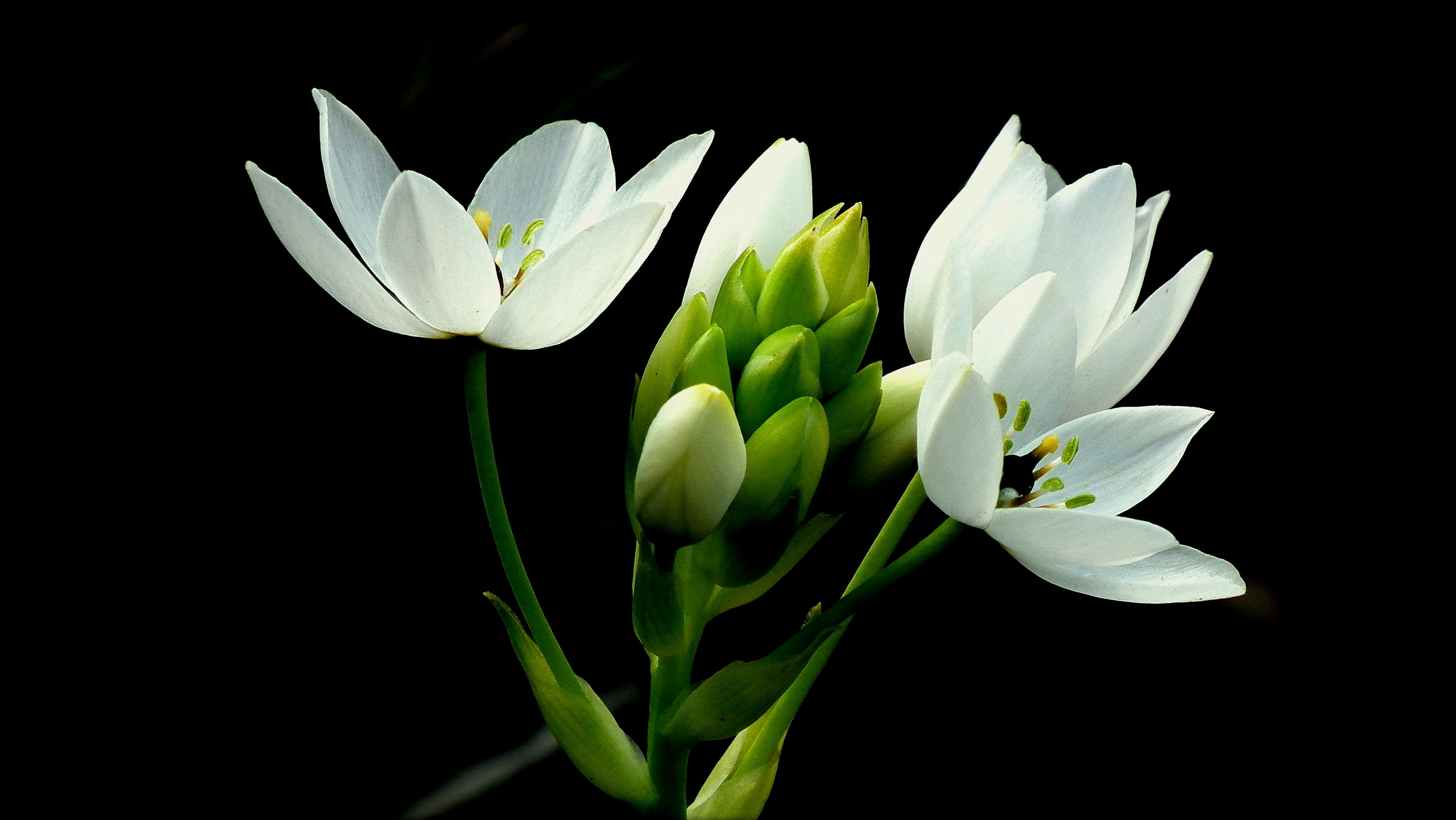 A budding flower