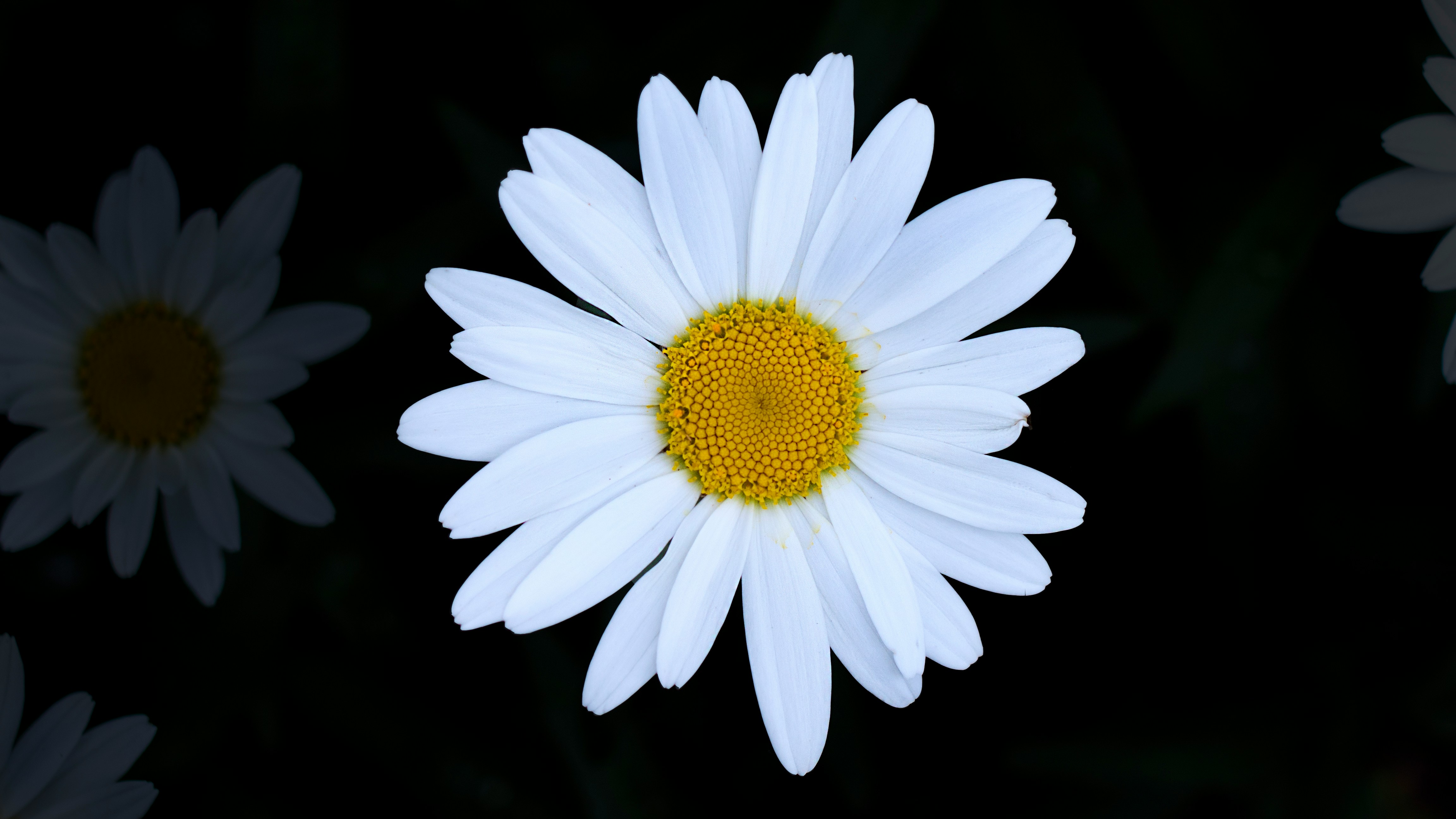 A budding flower