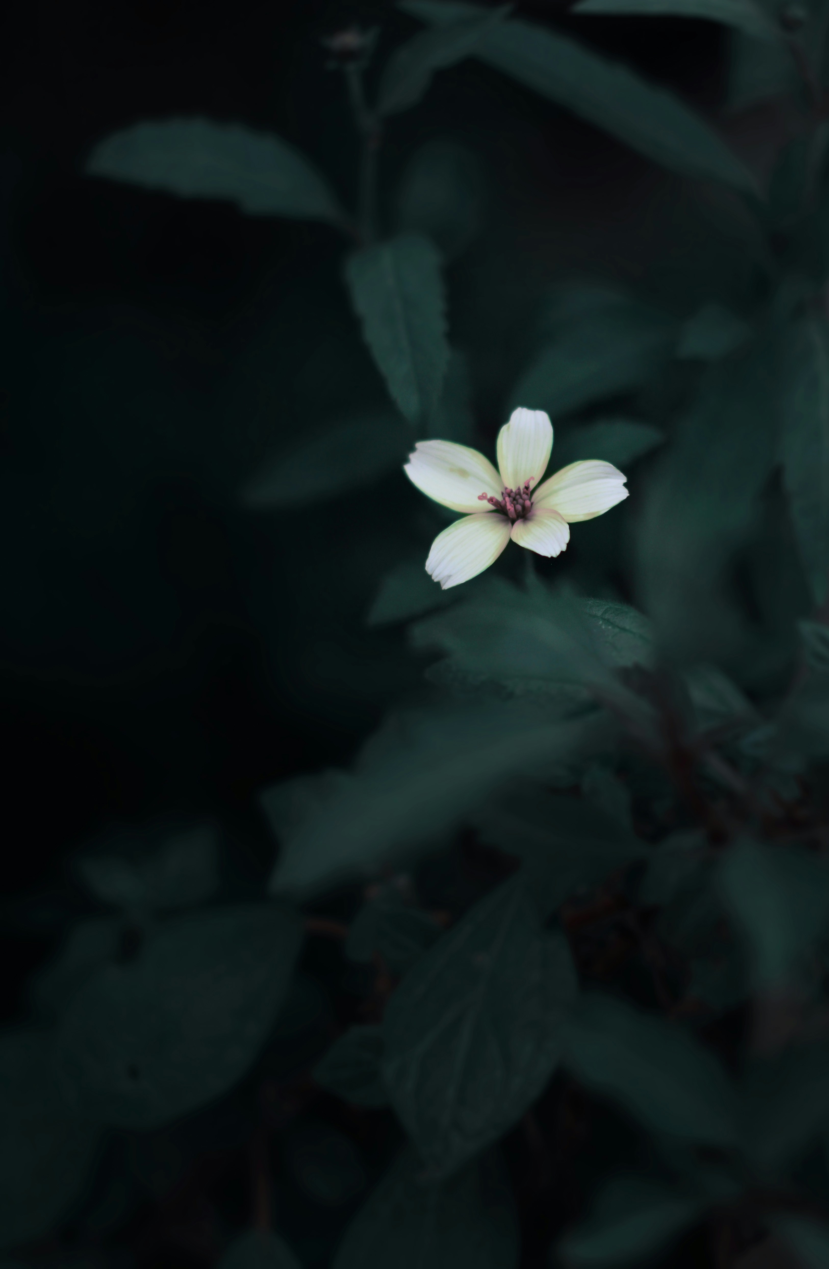 A canopy flower